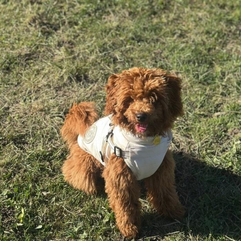 Cocio nyder foråret selv på de kolde dage med dit dejlige hundedækken. Toypuddel str. L.
