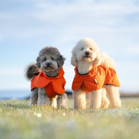 Denne lækre Truelove vinterjakke. Ses her på Hogo og Koda som begge er miniature pudler.