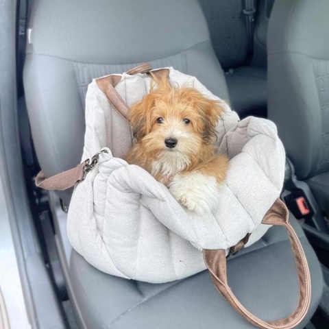 Coton/havanese hvalp på 3,5 måned i den moderne hundetaske fra Ollipet. Den kan også bruges som en smart autokurv