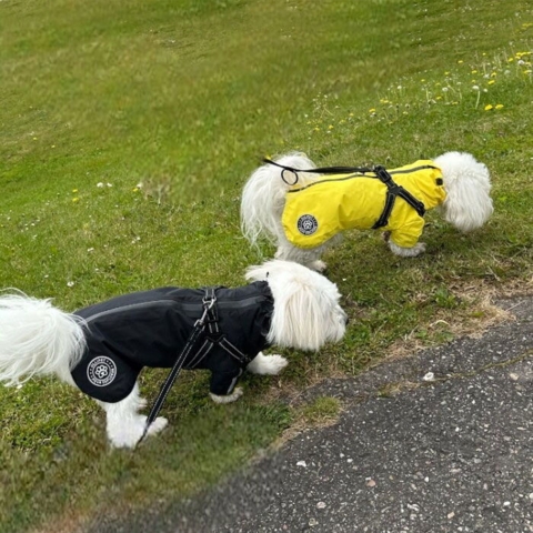 To søde Coton de Tulear på gåtur i regnen med deres lækre vandafvisende regnjakker