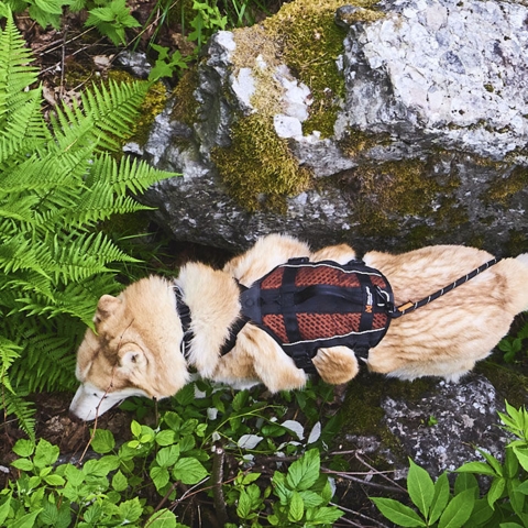 Non-Stop Rock Harness Long