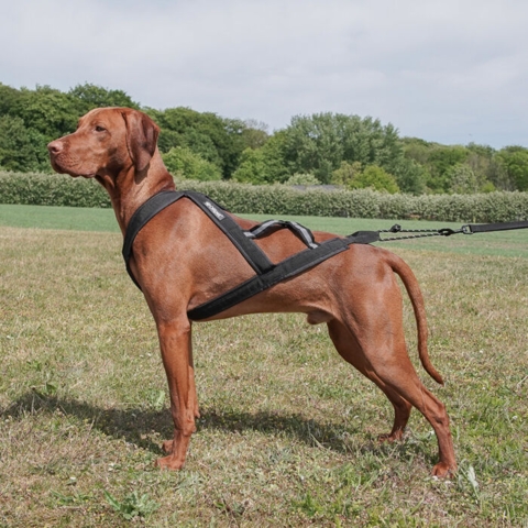 Ollipet X-Back Løbesele