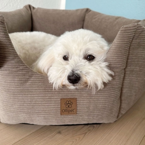 Bomuldshund slapper af i sin lækre hundeseng med smart vandafvisende bund