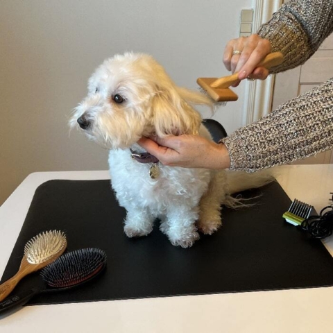 Ollipet Groomingmåtte Sally bruger en størrelse medium