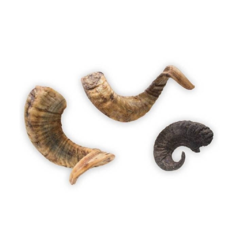 Lammehorn har lang tyggetid