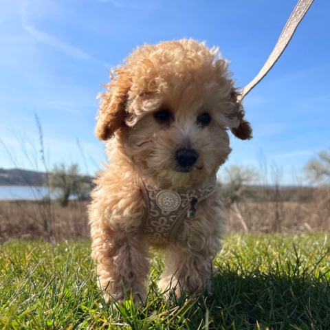 Sød step in sele til hvalpe - Ses her i khaki