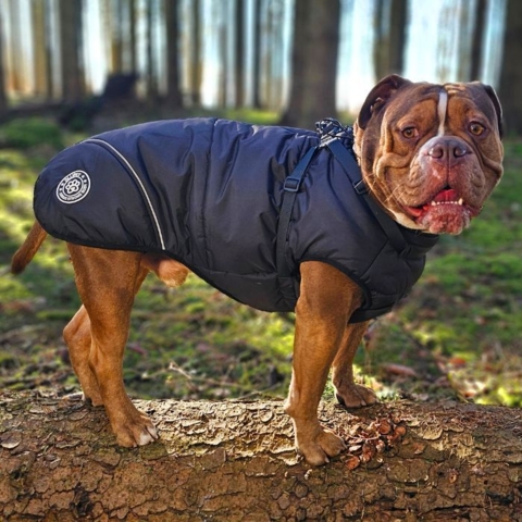 Ollipet Sirius de Luxe Dynejakke | Strong Body