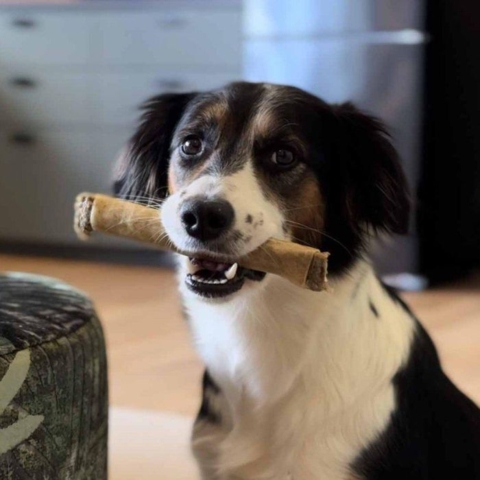 Ozami Hestestick Wrapped er en perfekt måde at forkæle din hund på