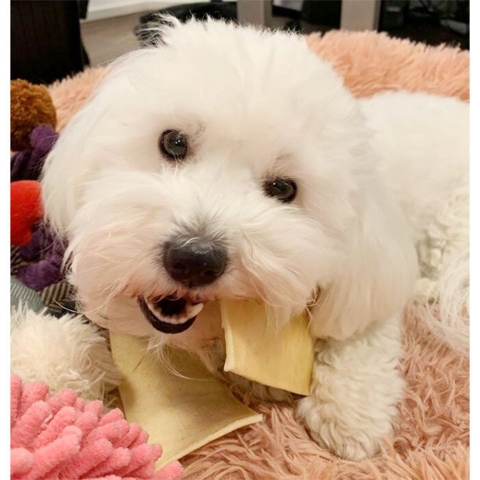 Elghud er også velegnet til små racer - her vores Coton de tulear der elsker sin elghuds stick