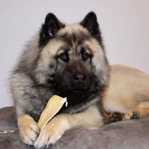 Elghud har lang tyggetid