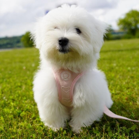 Passer perfekt til hvalpe. Her ses Molly i en str. XS