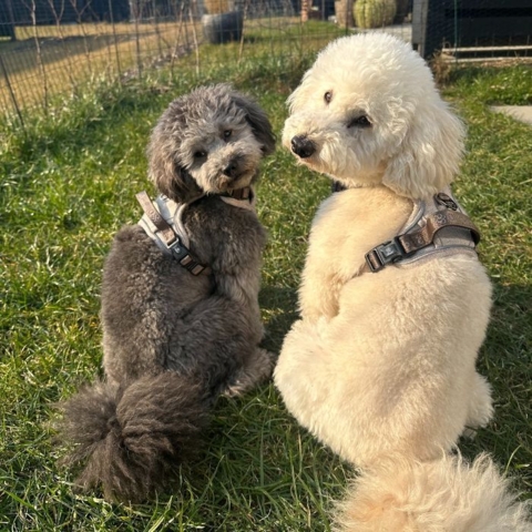 Ollipet Tweed H-sele er designet med fokus på hundens anatomi