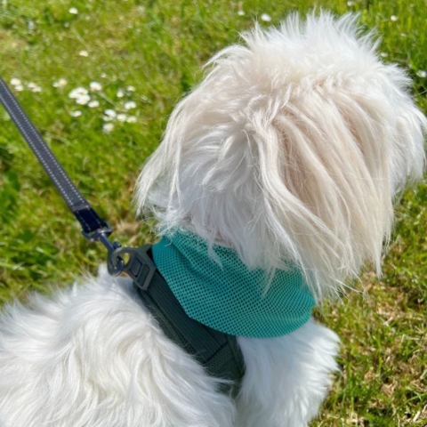 Active Canis Cooling Bandana skal rundt om halsen
