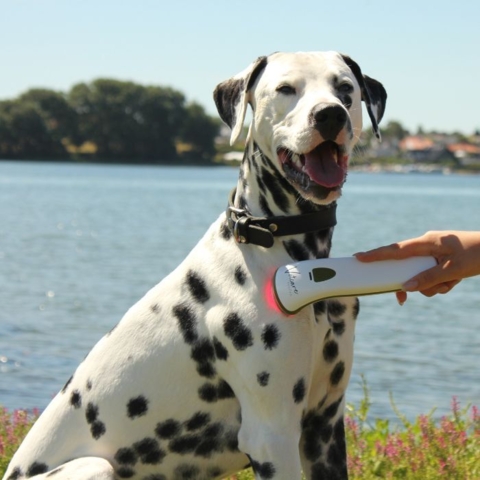 Photizo Vetcare udsender et rødt LED-lys, der styrker din hunds krop