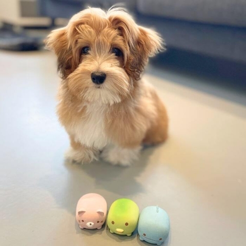 Det søde hvalpelegetøj i latex med Wilma som er 3 måneder gammel hvalp.