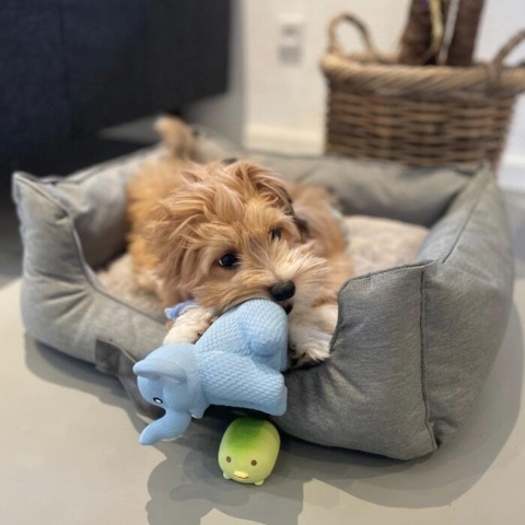 Wilma på 3 måneder er vild med den sjove elefant.