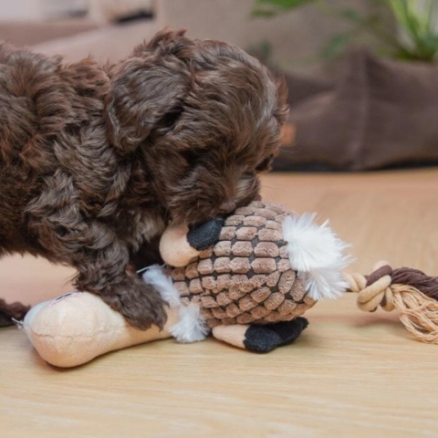 Sjovt legetøj fra KW til hvalpe