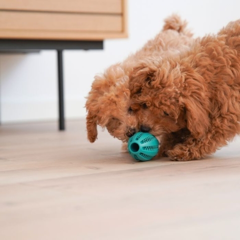 Ollipet Dentaplay turbo er et sjovt aktivitetslegetøj til hvalpe. Det hjælper også med at holde tænderne sunde og rene