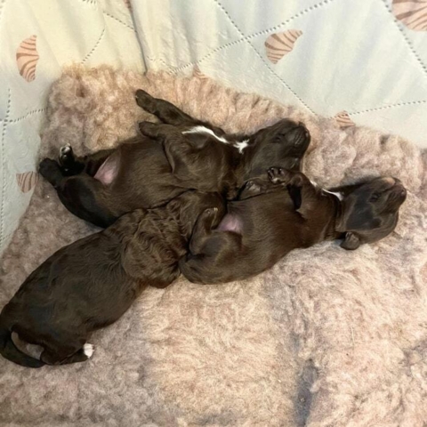 Dejligt vetbedding til hvalpe