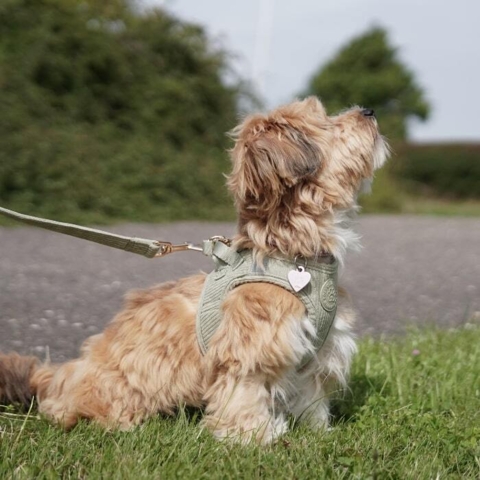 Wilma i den flotte grønne fløjl sele