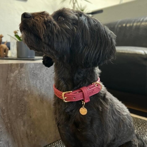 Ollipet Luxor hundehalsbånd i Støvet Hindbær