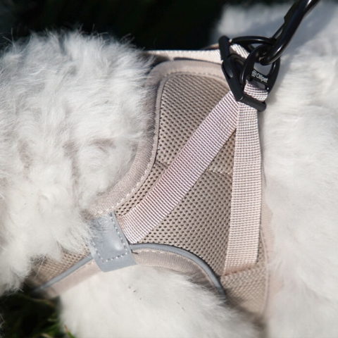 Ollipet For Wagging Tails | Step in Sele