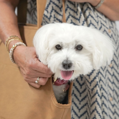 Med vores Ollipet Nice Hundetaske kan du have hunden med på tur