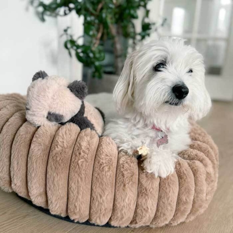 Ollipet Bella Bloom donutseng i str 55-60 cm. 6 kg Coton de Tulear