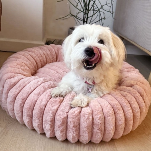 Ollipet Bella Bloom donutseng i str 65-70cm cm. 6 kg Coton de Tulear