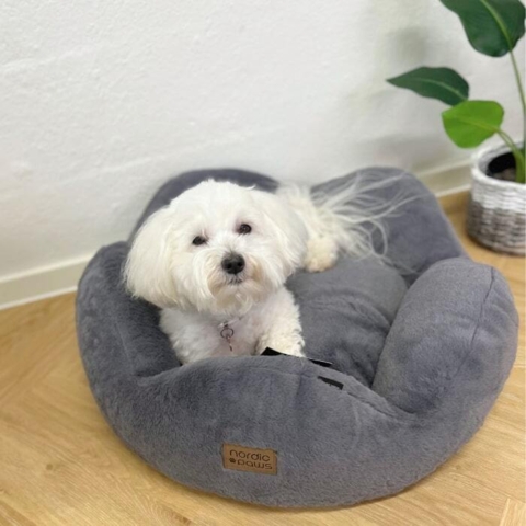 Nordic Paw hundeseng med sød Coton De Tulear.