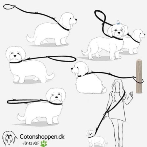 Smarte måder du kan bruge din Ollipet arctic explorer dressurline på.