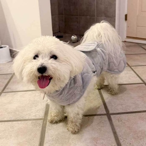 Ollipet Bambus Tørredækken tørre hurtig pelsen efter bad