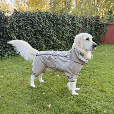 Ollipet regndragt til Golden Retriver i str. 3XL med 3/4 lange ben
