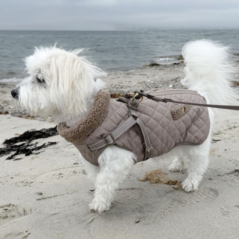 Ollipet Aarhus Hundejakke | Quiltet  i str. XL til 6 kg hund