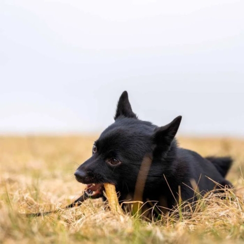 Fedtfattige tyggestænger til små og store hunde
