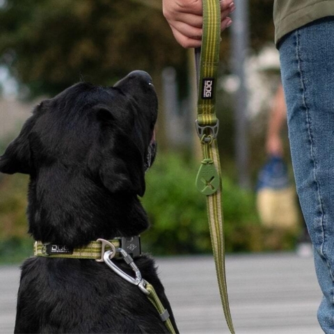 Det perfekte matchende hundeudstyr til gåturen fra Dog Copenhagen