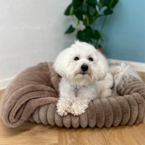 Trixie Lonni Hundeseng | Blød fløjlsplys med matchende Ollipet tæppe der kan tilkøbes