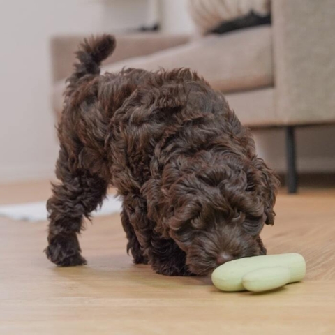 Sjovt pive legetøj til hvalpe