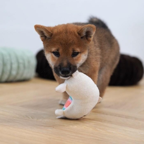 Perfekt legetøj til de små hvalpe
