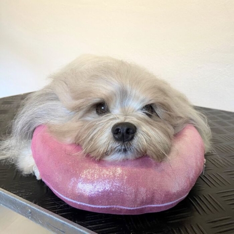 Gør din hunds grooming komfortabel og behagelig med en hovedstøtte