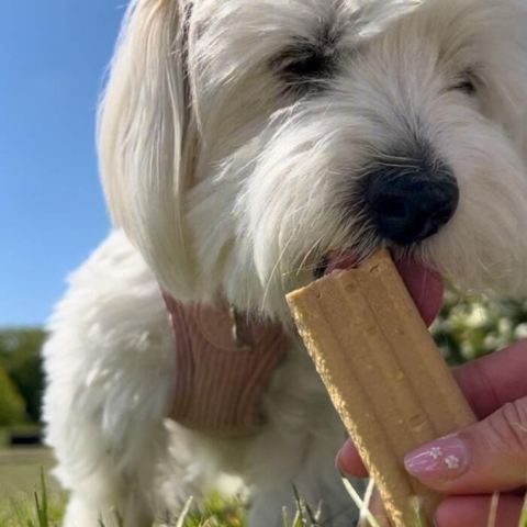 Lækker hundeis til de varme dage