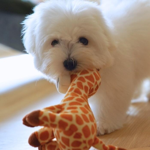 Coton de Tulear hundehvalp på 13 uger med den sødeste lille giraf bamse.