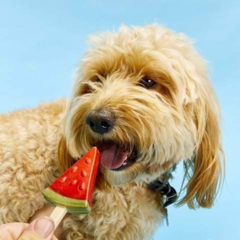 Sjov tyggeis til hunde – formet som en vandmelon og helt spiselig, også pinden!