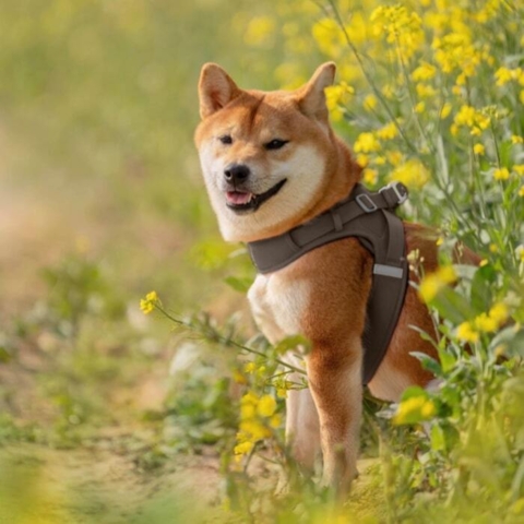 Flot design i flere størrelser