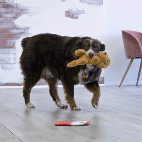 Hundelegetøj med pivelyd fra KONG – Perfekt til sjov leg for både hvalpe og voksne hunde