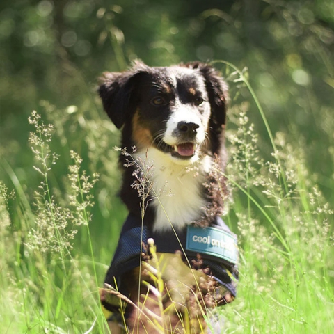 Cool on Track Kølende Hundedækken