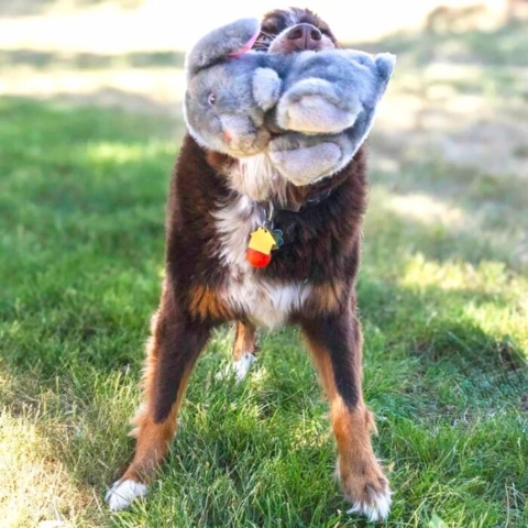 Ren legelykke – hunden nyder sin søde kaninbamse med squeaker