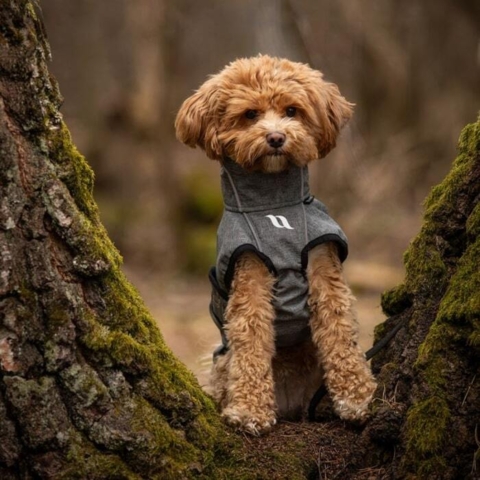 Komfortabel og stilfuld hundejakke fra Back on track