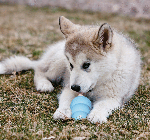 KONG Puppy | hvalpelegetøj