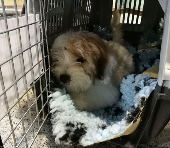 Skudo hundetransportbur fra Iata | billede fra en kunde